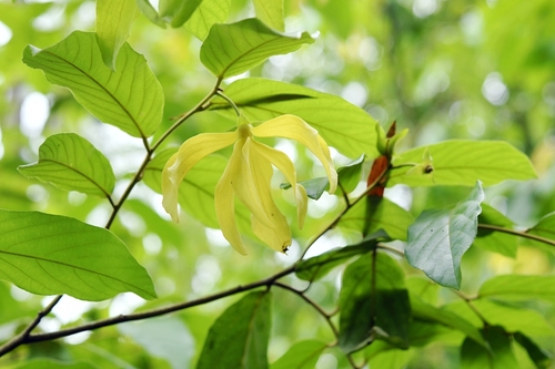 Desmos dumosus
