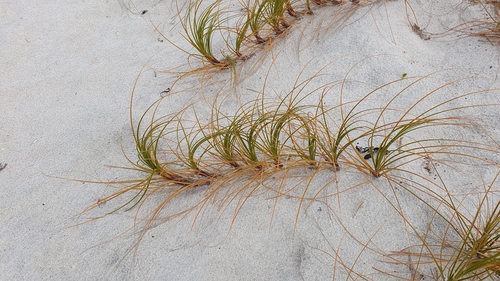Desmoschoenus spiralis (Golden sand sedge) — photo