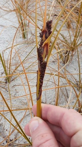 Desmoschoenus spiralis (Golden sand sedge) — photo
