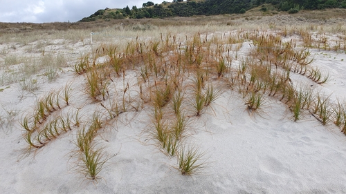 Desmoschoenus spiralis