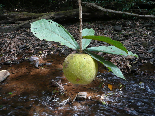 Desplatsia chrysochlamys — photo
