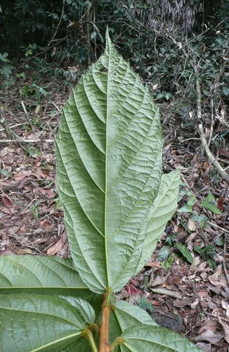 Desplatsia chrysochlamys — photo