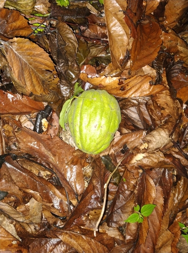 Desplatsia dewevrei — photo