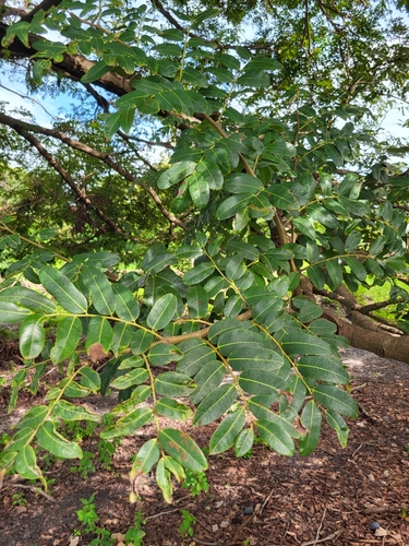 Detarium senegalense (Tallow tree) — photo