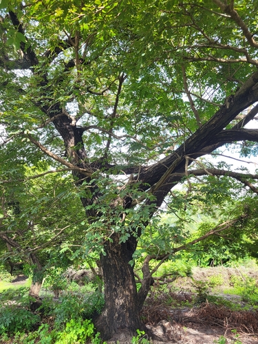 Detarium senegalense (Tallow tree) — photo