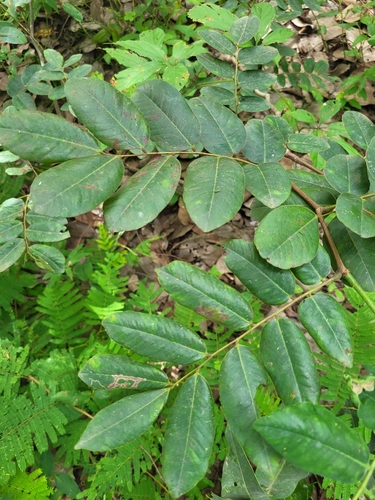 Detarium senegalense