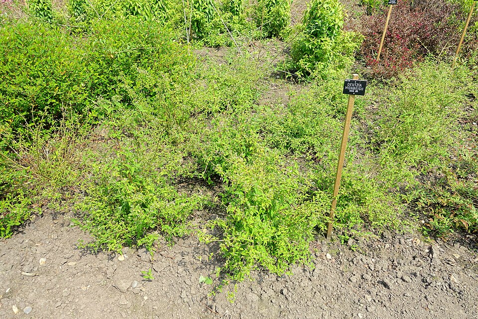 Deutzia monbeigii — photo