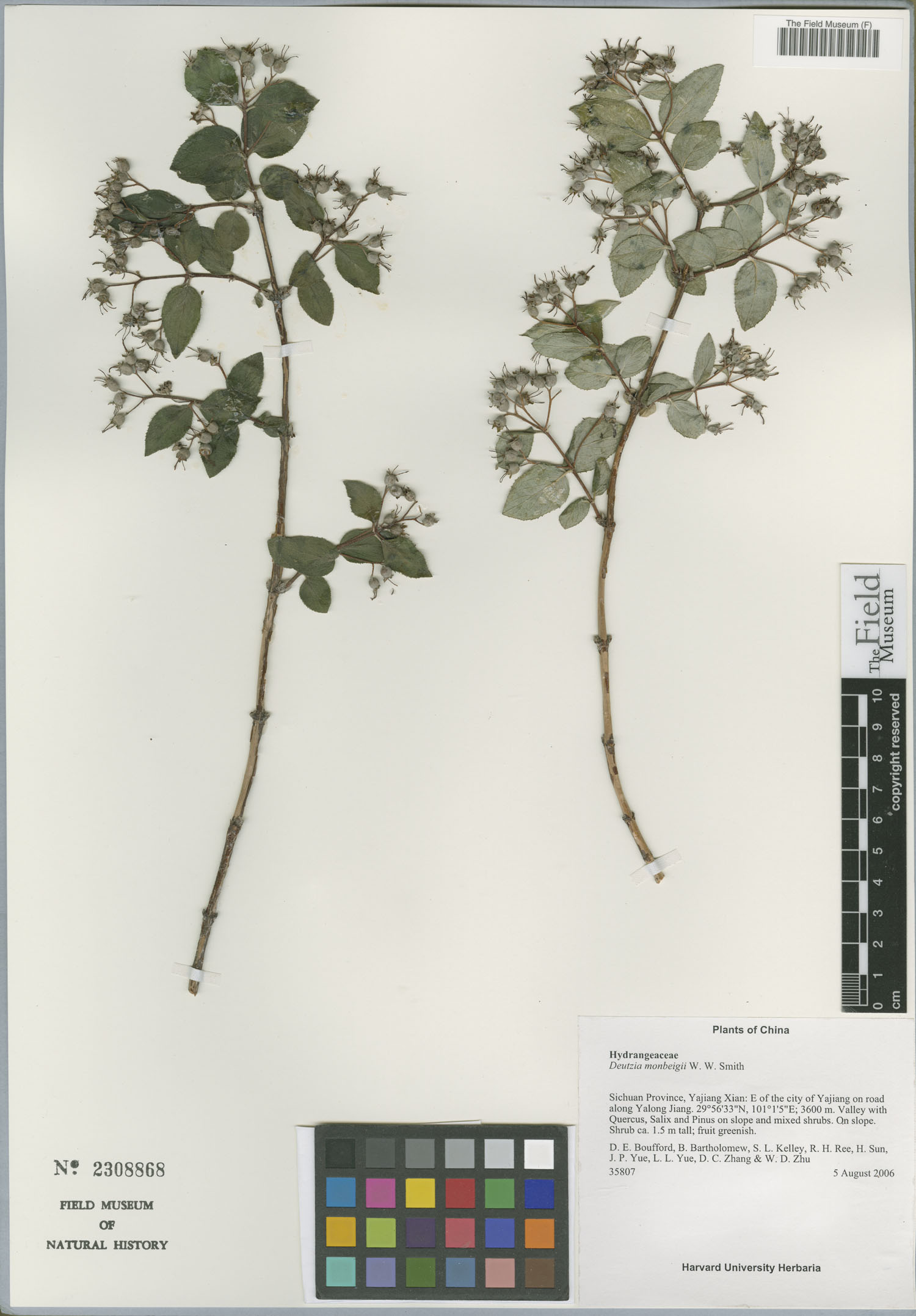 Deutzia monbeigii — photo