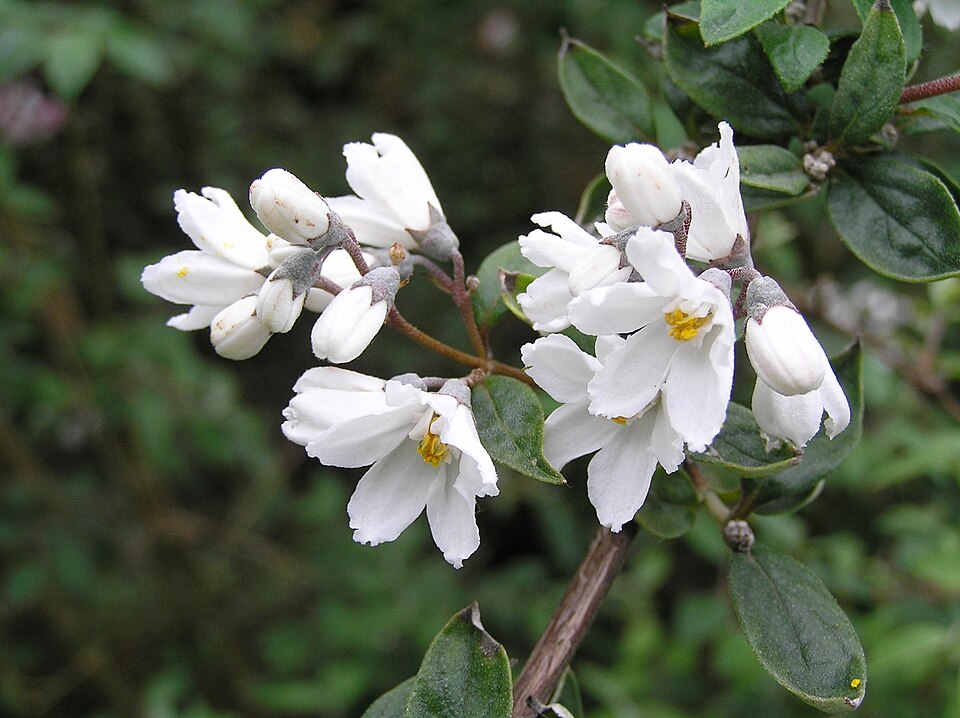 Deutzia monbeigii