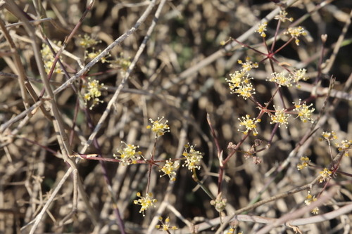 Deverra tortuosa (Zaguh) — photo