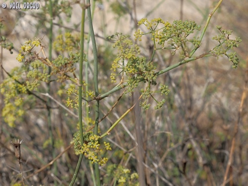 Deverra tortuosa (Zaguh) — photo