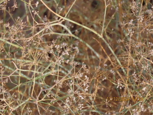 Deverra tortuosa