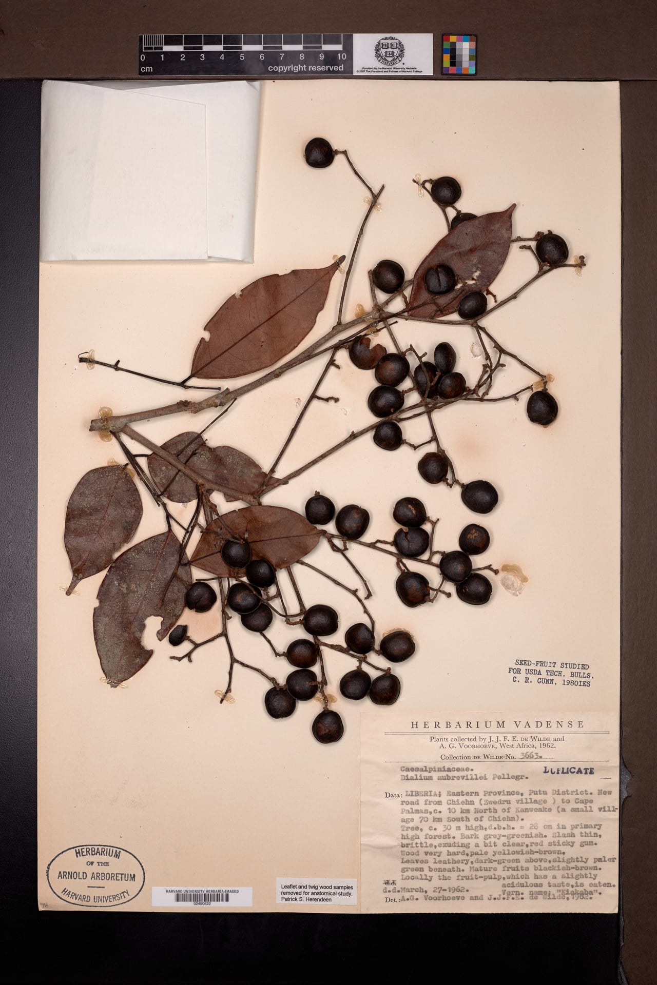 Dialium aubrevillei
