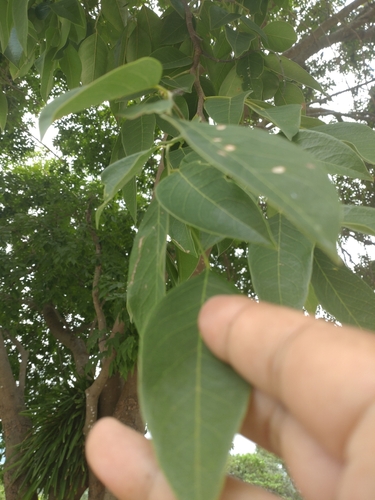 Dialium cochinchinense (Velvet tamarind) — photo