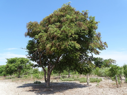 Dialium englerianum (Kalahari podberry) — photo