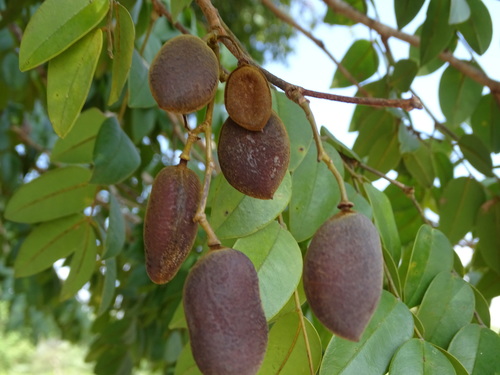 Dialium englerianum