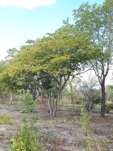 Dialium englerianum (Kalahari podberry) — photo