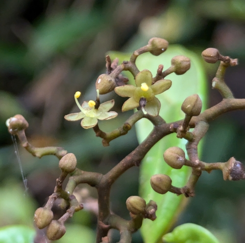 Dialium guianense (Ironwood) — photo