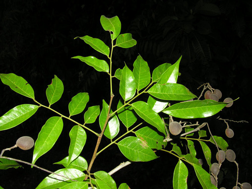 Dialium guianense (Ironwood) — photo