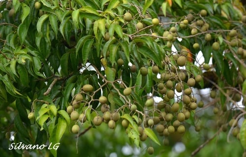 Dialium guianense
