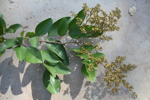 Dialium guineense (Sierra Leone tamarind) — photo
