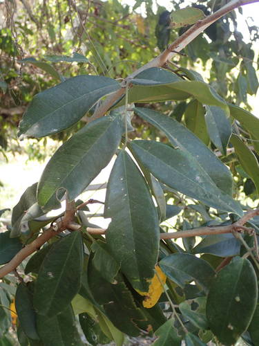Dialium guineense (Sierra Leone tamarind) — photo