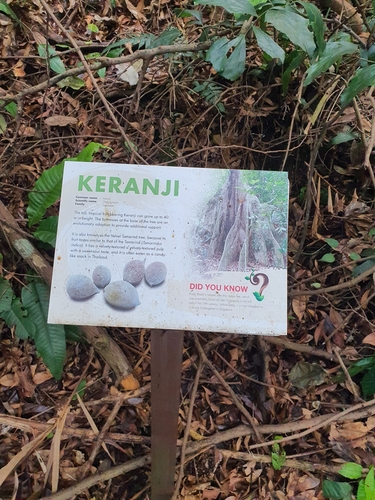 Dialium indum (Honey tamarind plum) — photo
