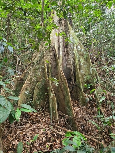 Dialium indum (Honey tamarind plum) — photo