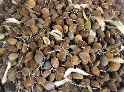 Dialium indum