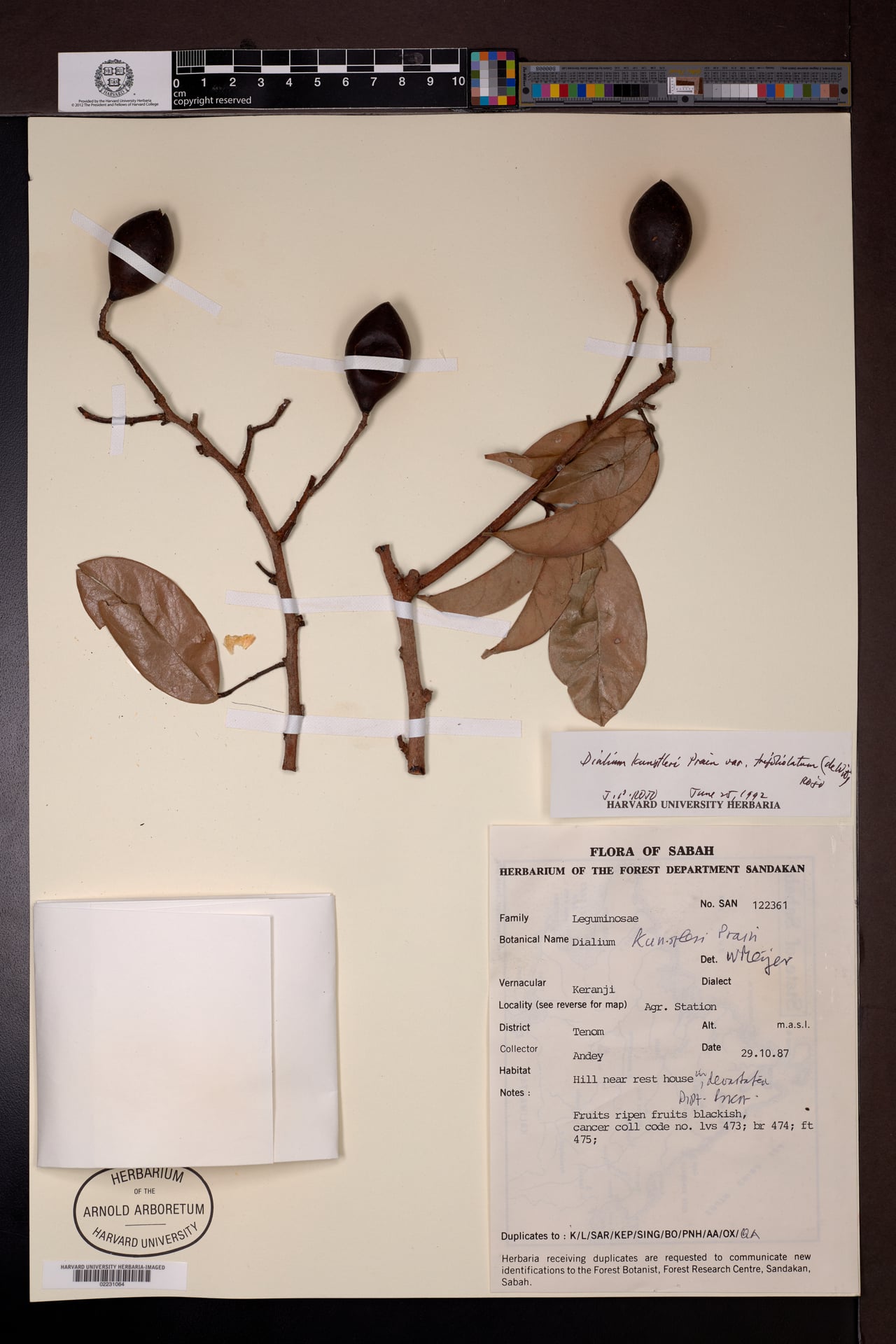 Dialium kunstleri — photo