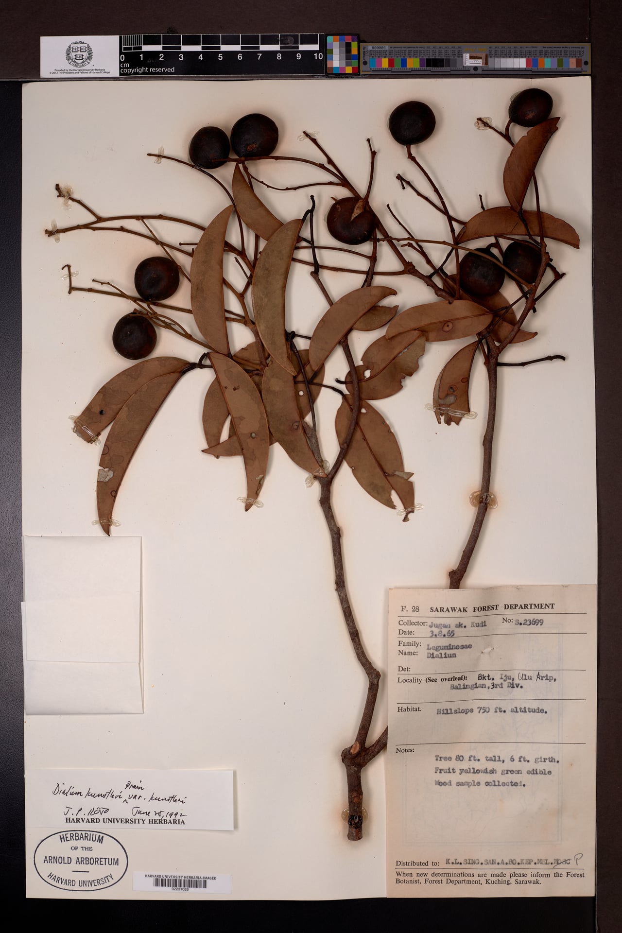Dialium kunstleri — photo