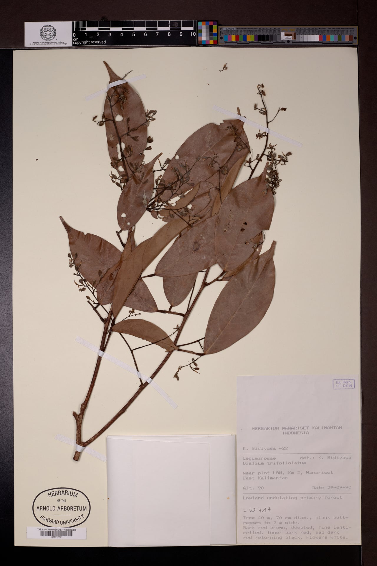 Dialium kunstleri