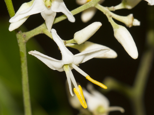 Dialium ovoideum (Velvet tamarind) — photo