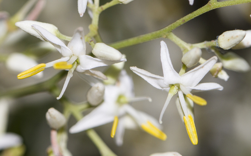 Dialium ovoideum