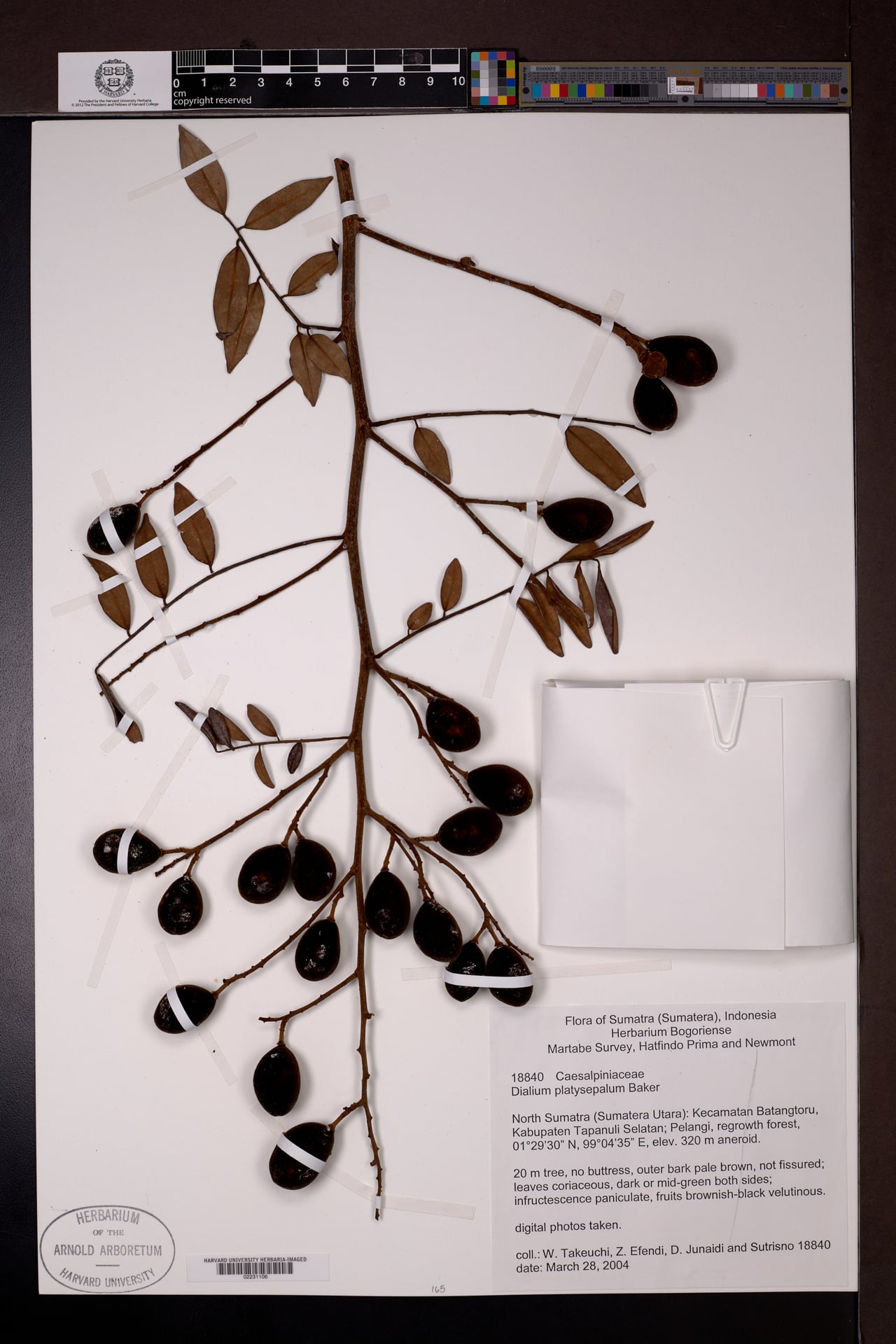 Dialium platysepalum — photo
