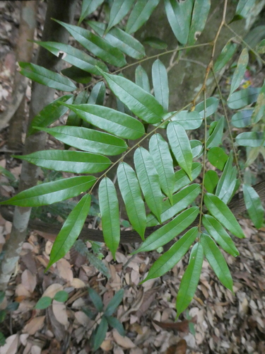 Dialium platysepalum