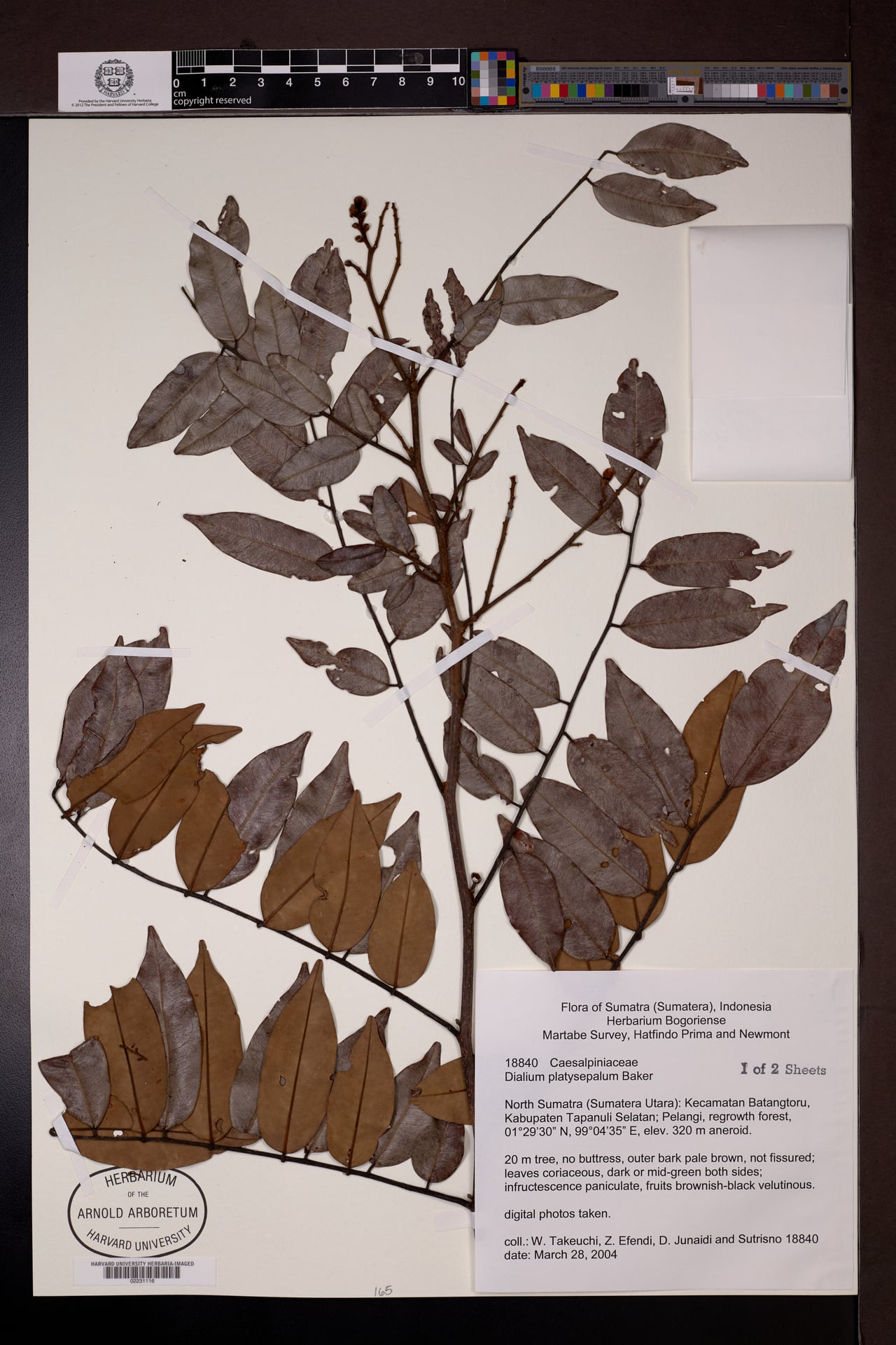 Dialium platysepalum — photo