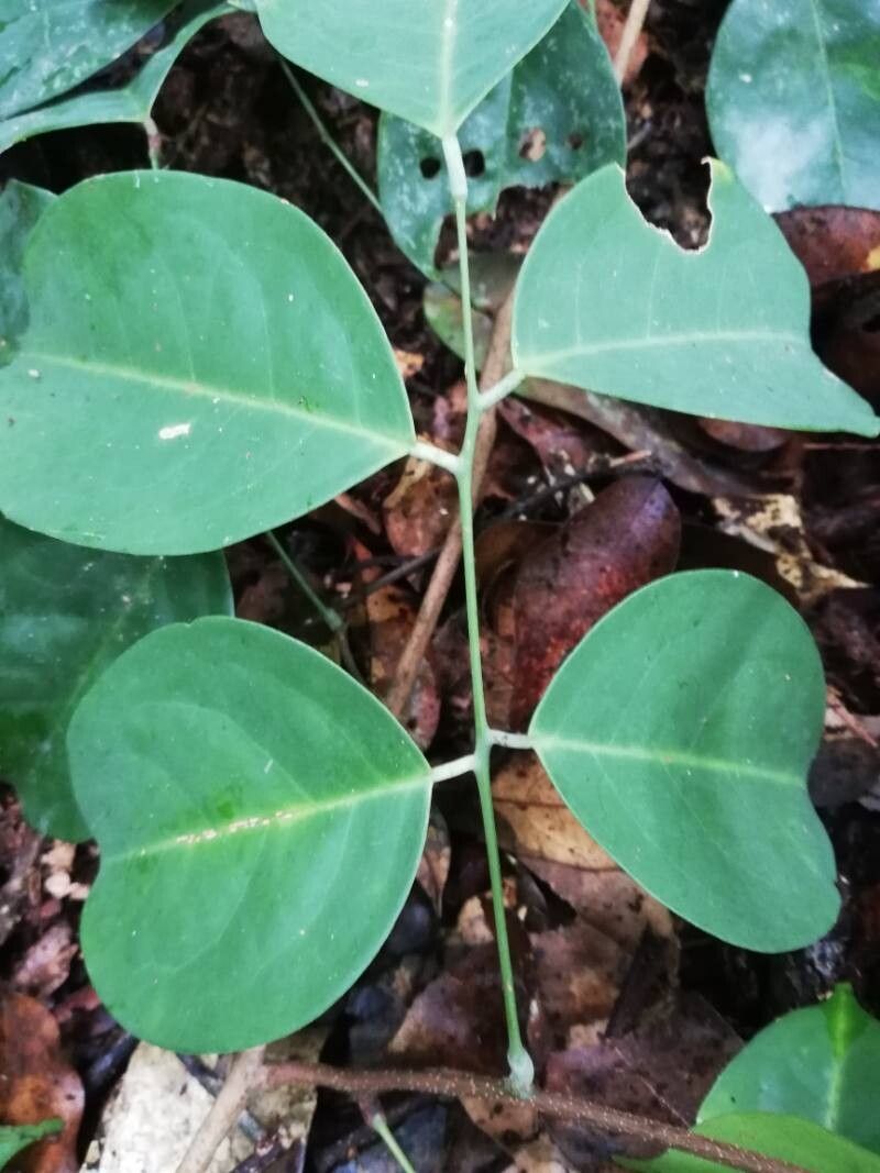Dialium polyanthum — photo