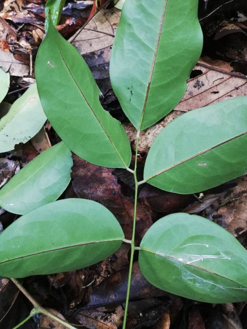Dialium polyanthum