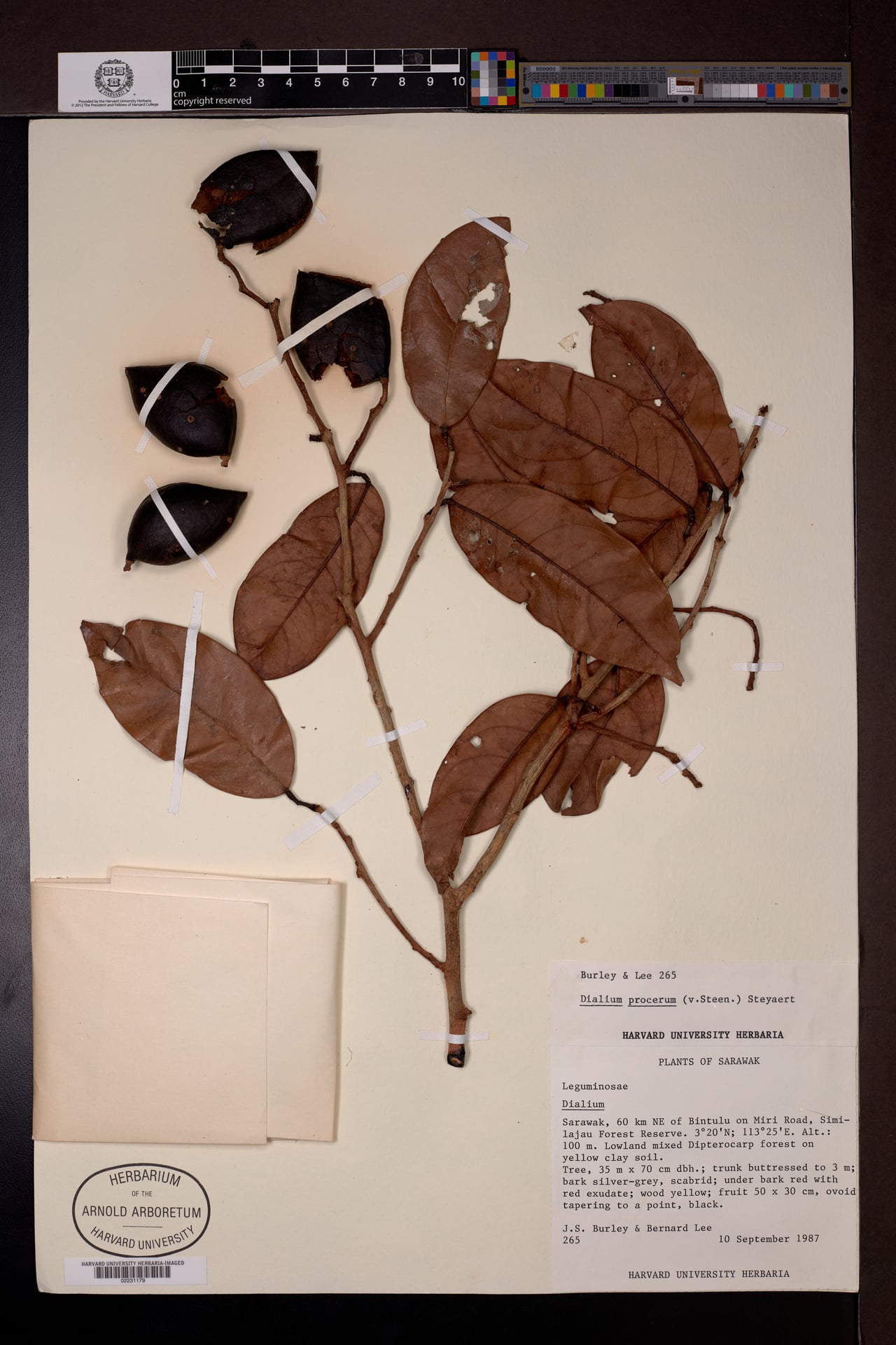 Dialium procerum (Keranji tunggal) — photo