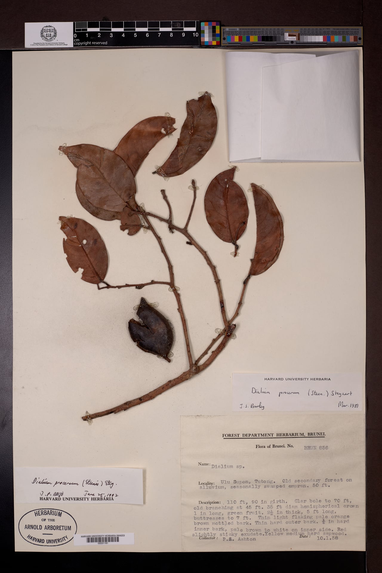 Dialium procerum (Keranji tunggal) — photo