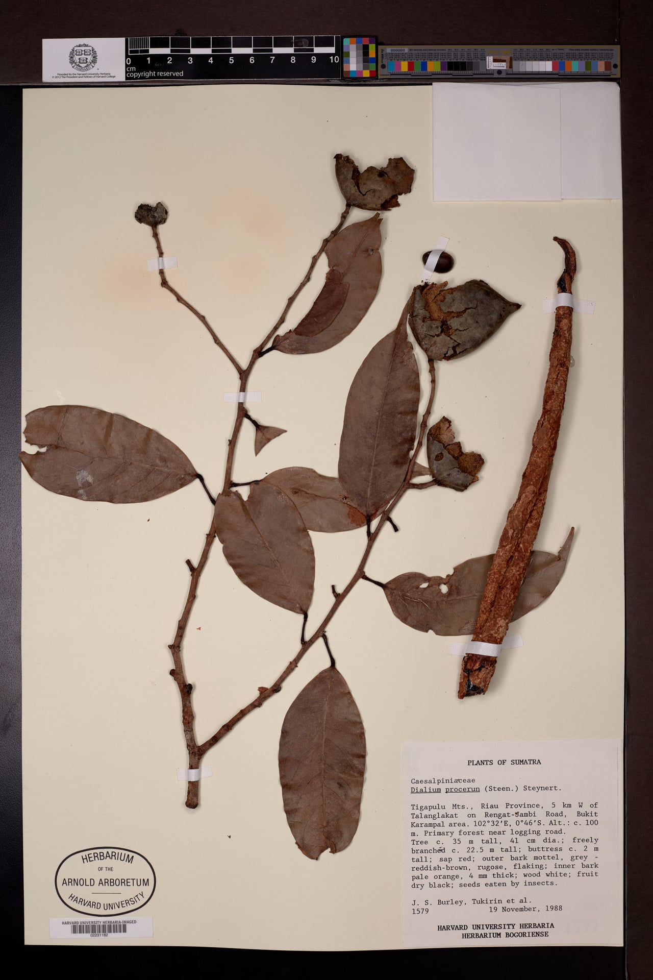 Dialium procerum