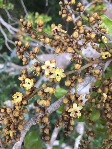 Dialium schlechteri (Thiba tree) — photo