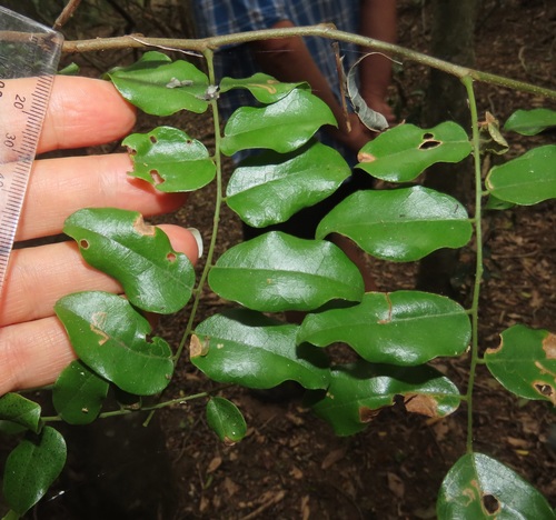 Dialium schlechteri (Thiba tree) — photo