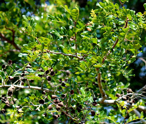 Dialium schlechteri