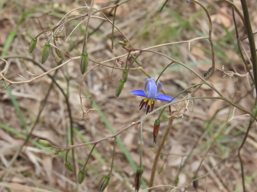 Dianella admixta (Flax lily) — photo