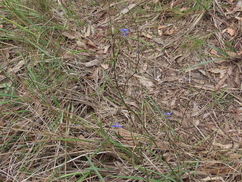 Dianella admixta (Flax lily) — photo