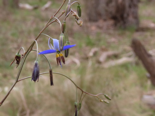 Dianella admixta