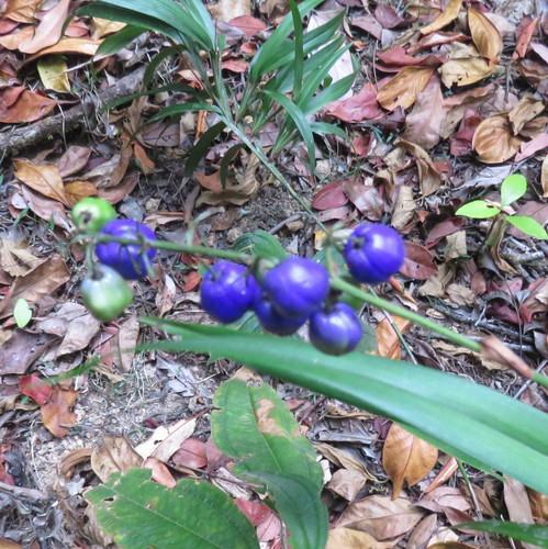 Dianella bambusifolia (Flax lilies) — photo