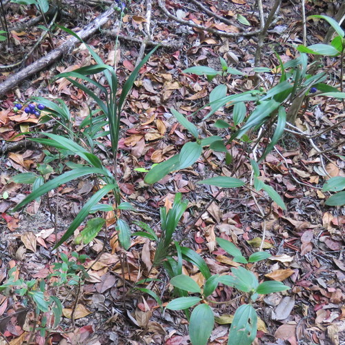 Dianella bambusifolia (Flax lilies) — photo
